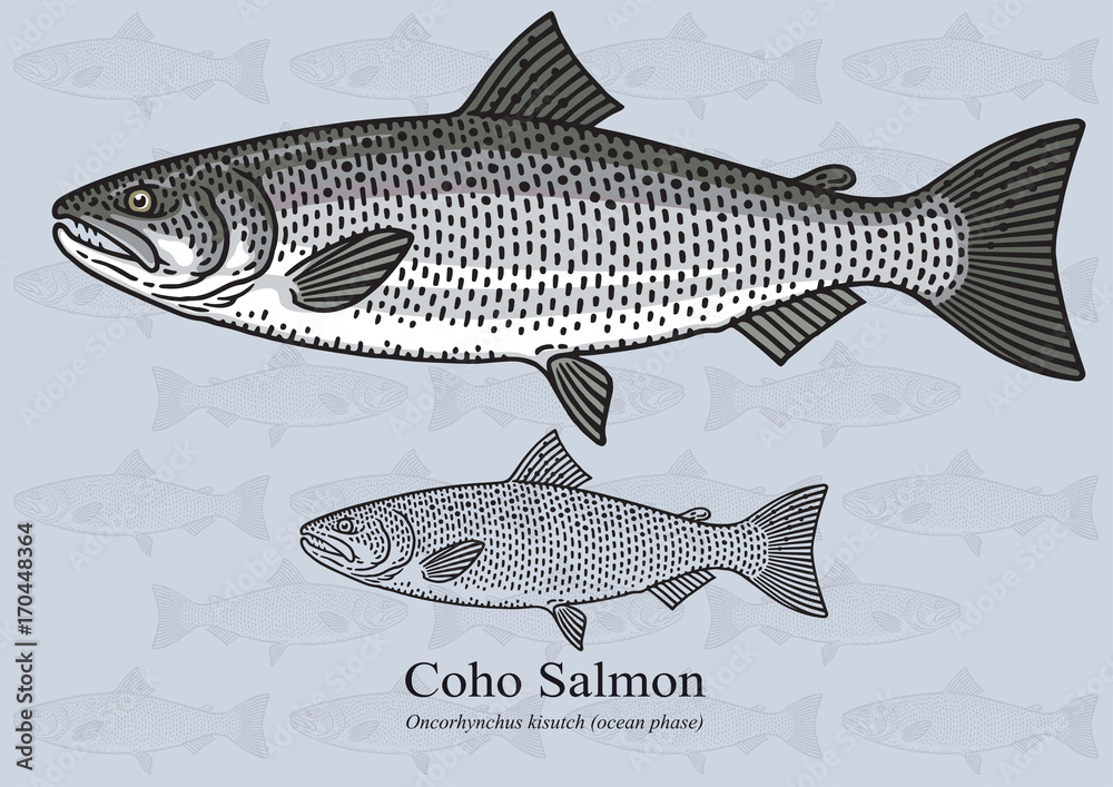 Fototapeta premium Coho Salmon, Silver Salmon. Vector illustration for artwork in small sizes. Suitable for graphic and packaging design, educational examples, web, etc.