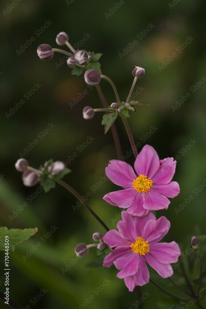 Obraz premium 可愛いシュウメイギク