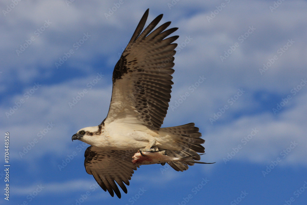 Obraz premium Osprey in flight carrying fish