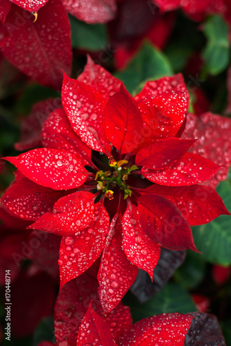 Fototapeta Naklejka Na Ścianę i Meble -  natural background poinsettia christmas flower