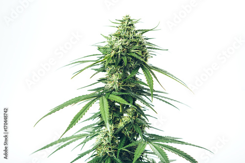 skunk weed marijuana medical plant