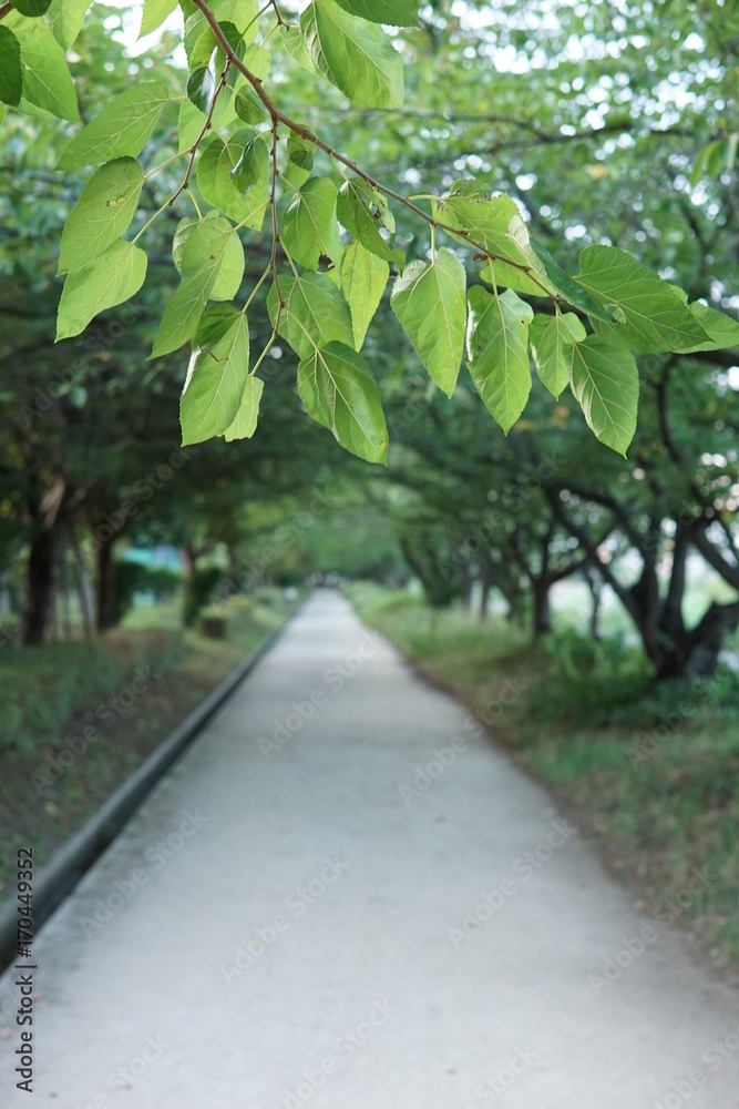Fototapeta premium 公園の道