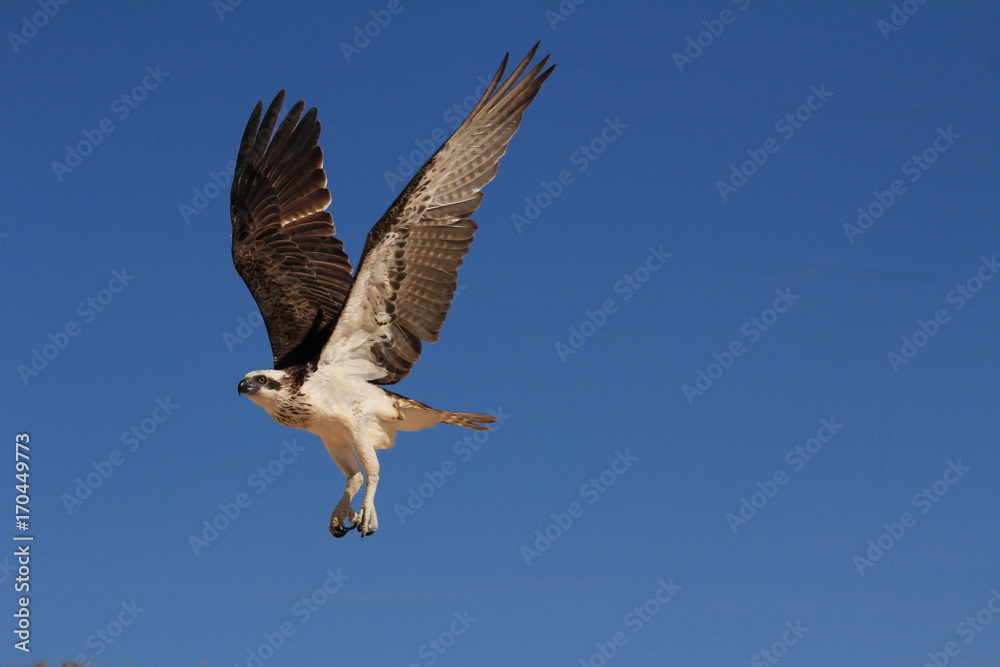 Osprey in flight carrying fish Osprey in flight carrying fish