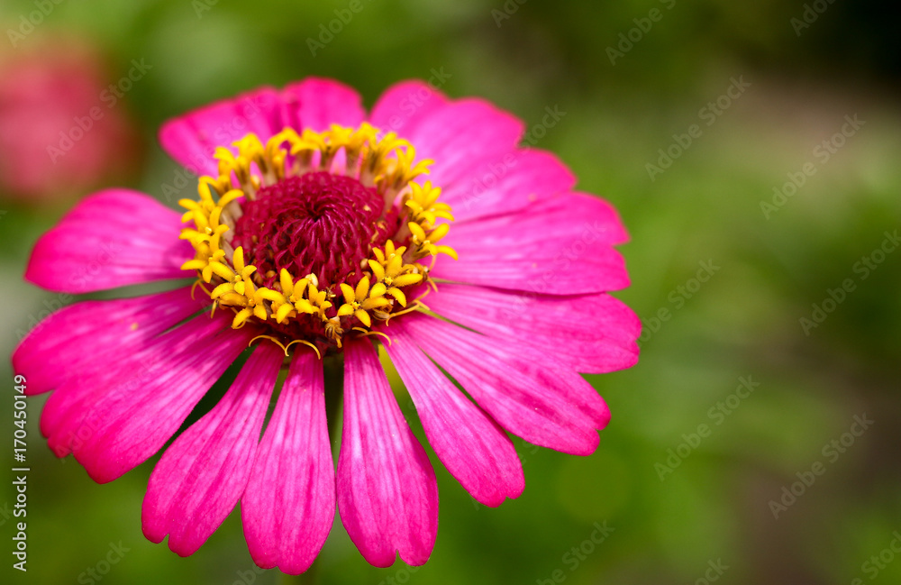 Pink Chrysanthemum Flowers Pink Chrysanthemum Flowers