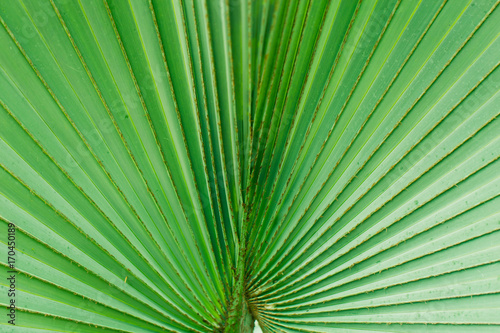 Palm leaves texture pattern green nature background