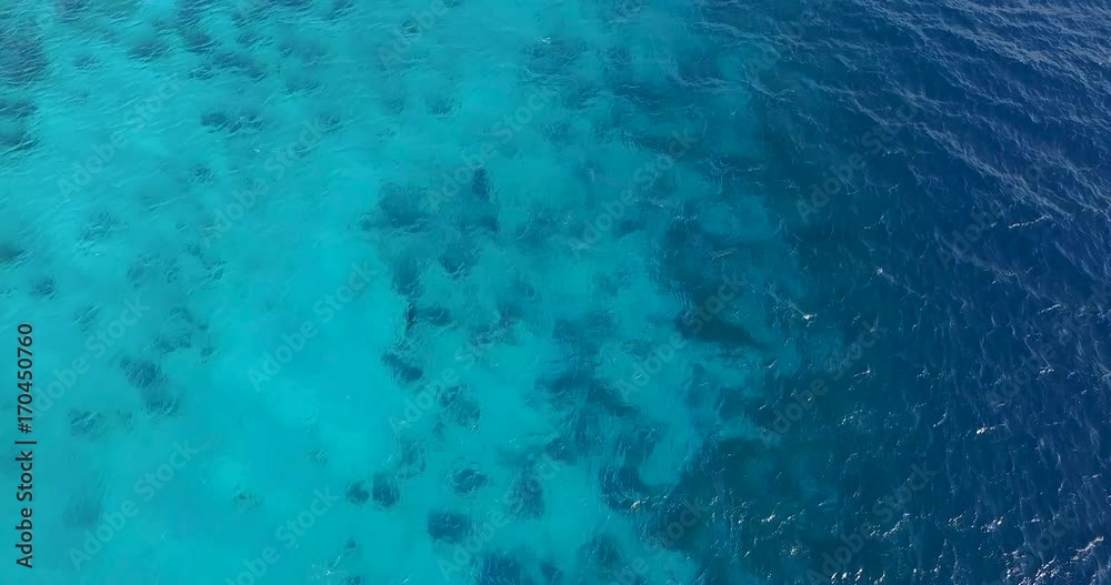 Dolphins in Caribbean Bonaire
