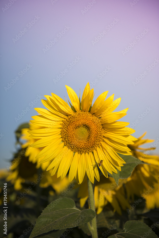 Fototapeta premium Sunflower , pampas , Argentina