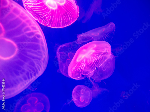 Pink jellyfish in on blue background.