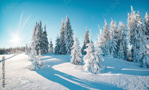 Majestic winter trees glowing by sunlight. Location place Carpathian national park, Ukraine, Europe.