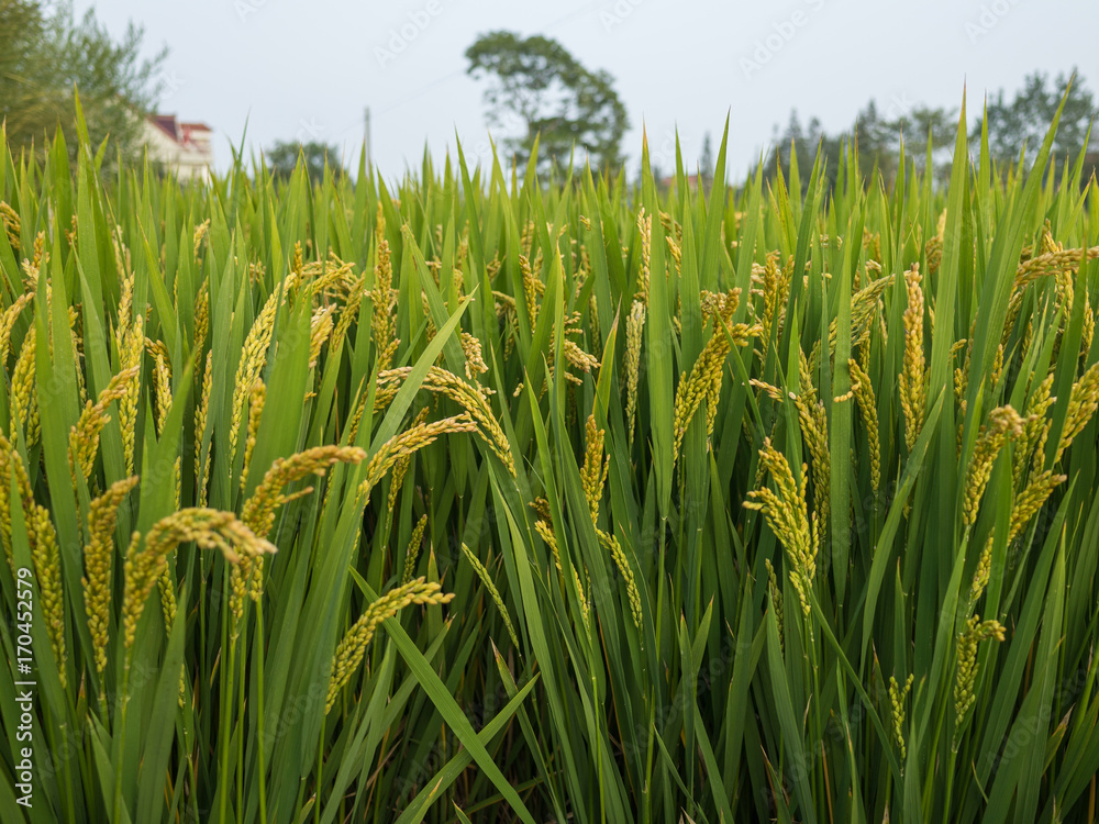 Obraz premium close up of yellow green rice field