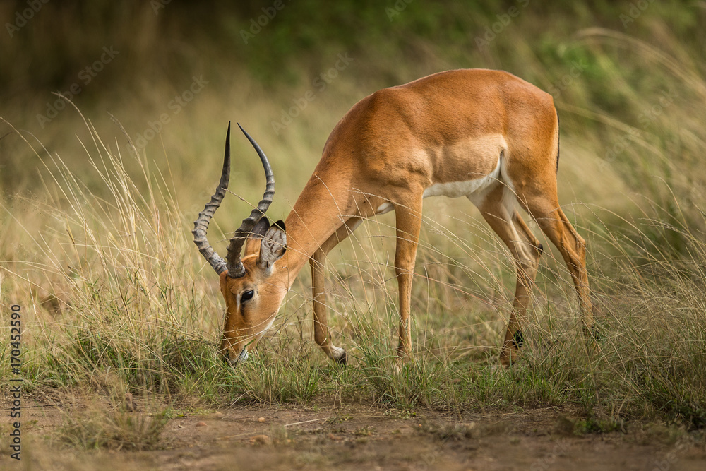 Antelope (Aepyceros melampus) Antelope (Aepyceros melampus)