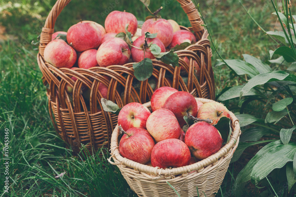 Baskets with apples harvest in fall garden Baskets with apples harvest in fall garden