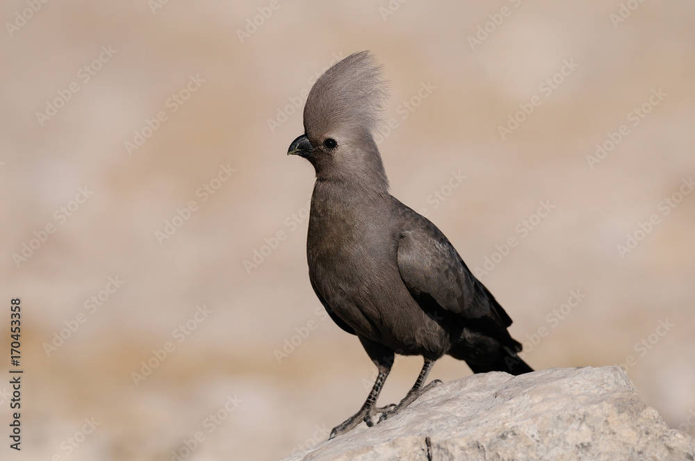 Fototapeta premium Graulärmvogel, Etosha Nationalpark, Namibia