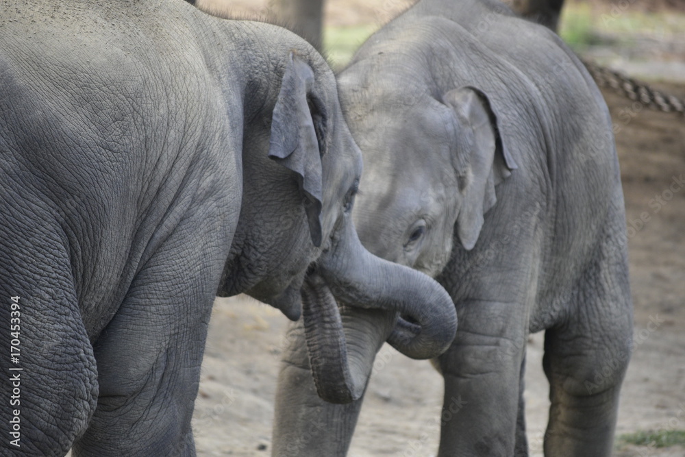 Baby elephants near Chitwan National park, Nepal Baby elephants near Chitwan National park, Nepal