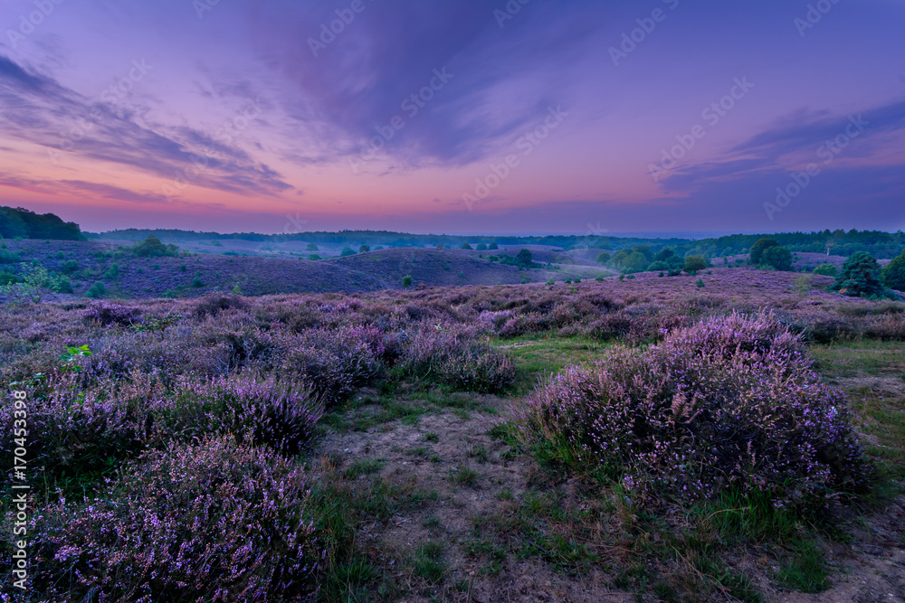 Sunrise at the Nationaal Park Veluwezoom, Posbank Sunrise at the Nationaal Park Veluwezoom, Posbank