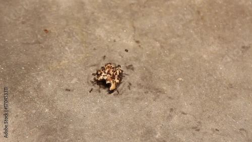 Ant Colony Carrying Bread Crumbs Along Ground Time Lapse
