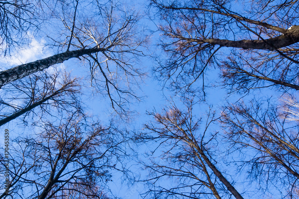 blue sky and branches of trees without leaves, natural background in autumn or winter blue sky and branches of trees without leaves, natural background in autumn or winter