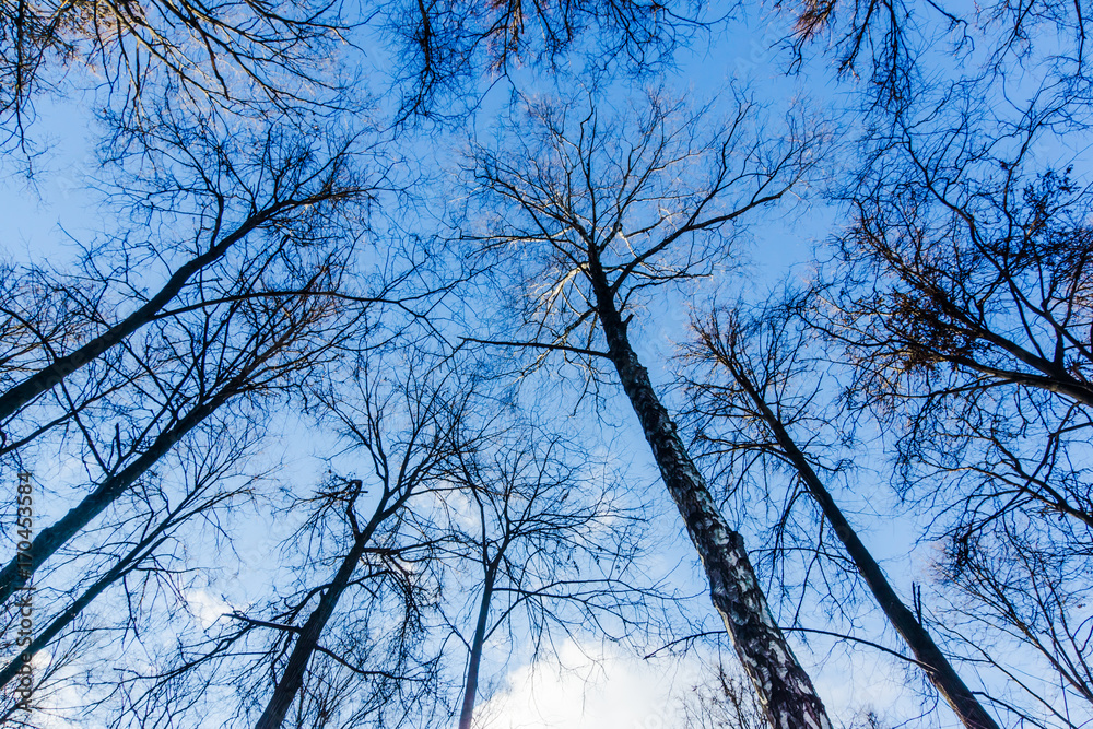 Obraz premium blue sky and branches of trees without leaves, natural background in autumn or winter