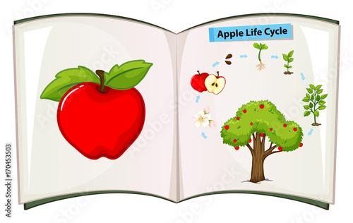 Book of apple life cycle