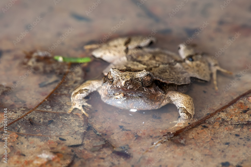 Rãzinha Linhares (Physalaemus aguirrei) | Linhares Dwarf Frog photographed in Linhares, Espírito Santo - Southeast of Brazil. Atlantic Forest Biome. Rãzinha Linhares (Physalaemus aguirrei) | Linhares Dwarf Frog photographed in Linhares, Espírito Santo - Southeast of Brazil. Atlantic Forest Biome.