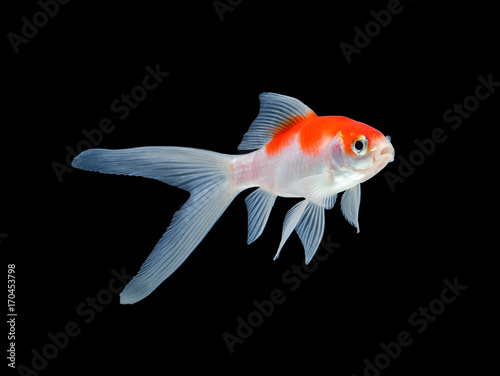 gold fish isolated on black background