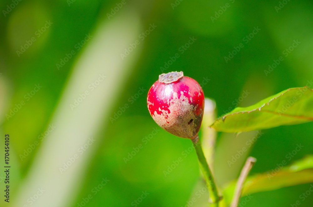 Bouton rouge . Bouton rouge .