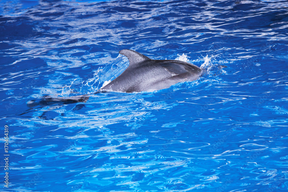 Fototapeta premium Dolphins in the ocean. Dolphins with a scratched back. Hunting for dolphins. Animal protection.