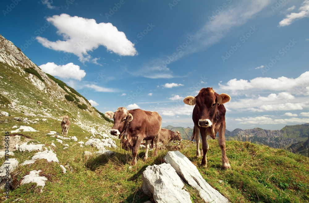 alpine cows in mountains