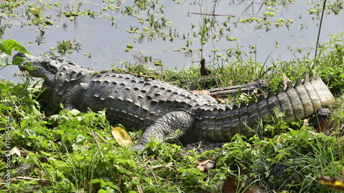 Crocodile  marsh mugger  in Chitwan National park  Nepal