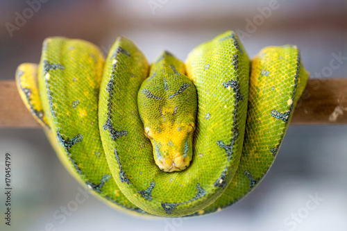 green snake