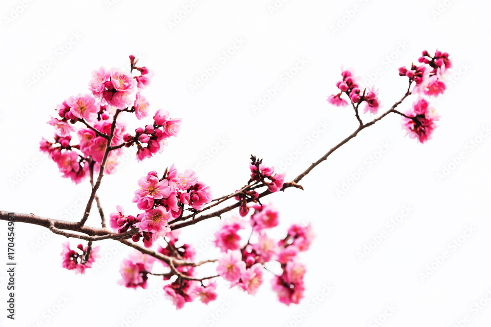 Naklejka premium Vibrant Pink cherry blossom or sakura