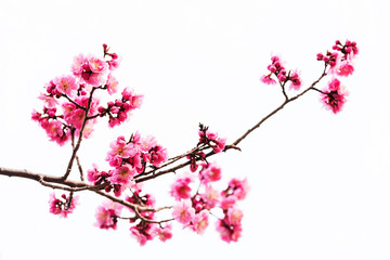 Crédence de cuisine Fleur de cerisier Sakura rose vif éclatant printemps  © Blanscape