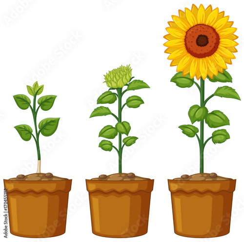Three pots of sunflower plants