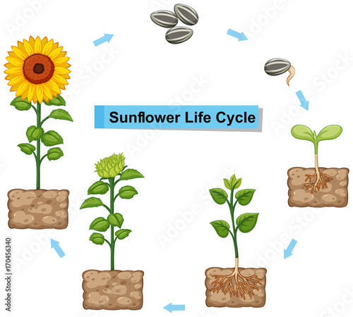 Diagram showing life cycle of sunflower