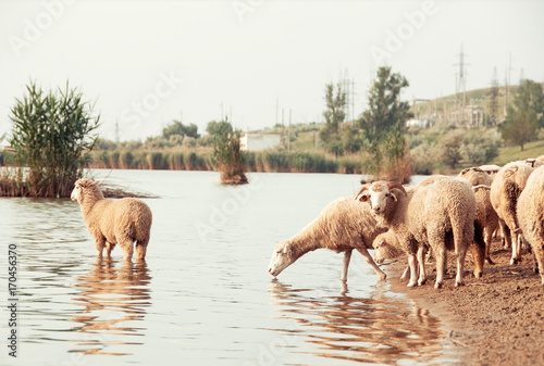 Fototapeta Naklejka Na Ścianę i Meble -  Flock of sheep on a watering hole.  Sheep drinking water on the shore of the lake.