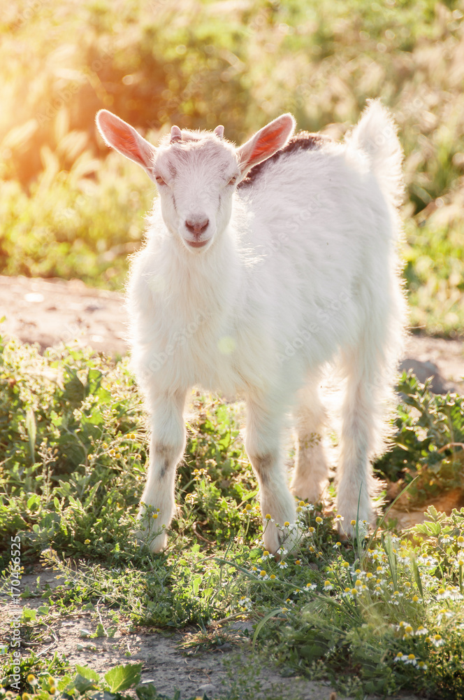 Obraz premium Curious goat grazing on a green grassy lawn. Farm Animal. The goat is looking at the camera. Domestic goat. Free range farm.