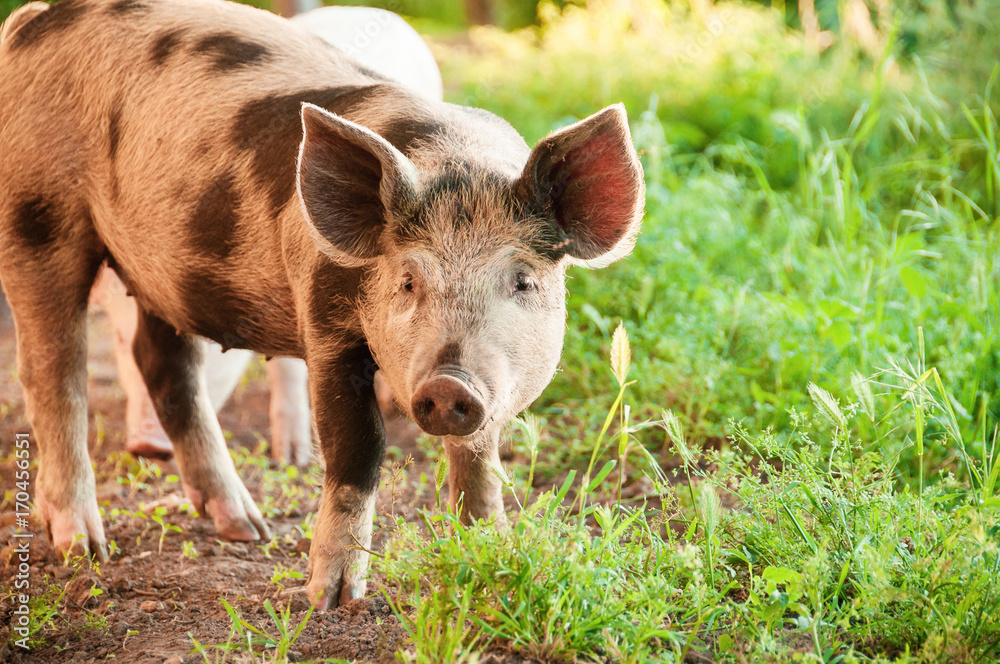 Fototapeta premium Cute piglet walking on grass in spring time. Pigs grazing at meadow under. Organic agriculture natural background