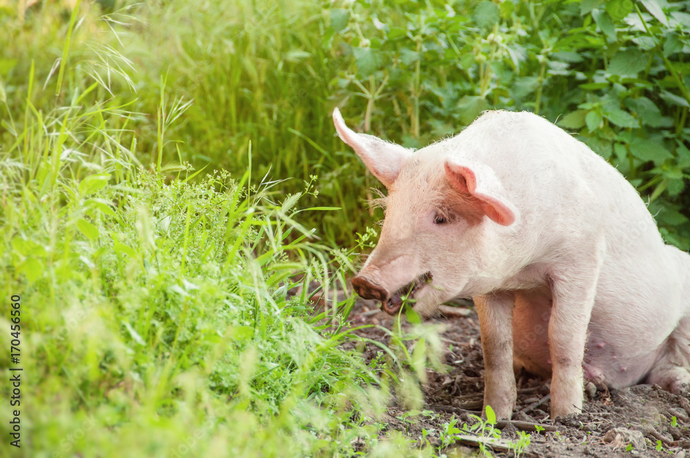 Cute piglet walking on grass in spring time. Pigs grazing at meadow under. Organic agriculture natural background Cute piglet walking on grass in spring time. Pigs grazing at meadow under. Organic agriculture natural background