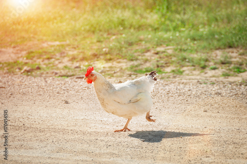 White hen in nature , free range, without antibiotic and hormone free farming. Free range poultry farm.