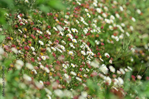 Fleurs des champs