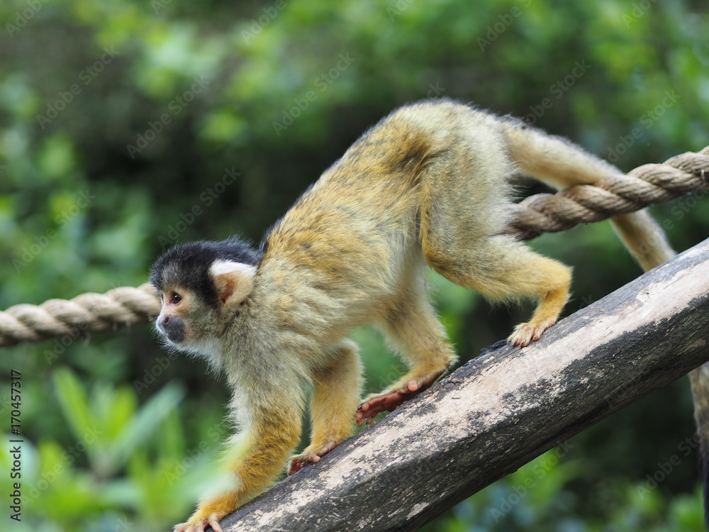Obraz premium A squirrel monkey descending from a branch.