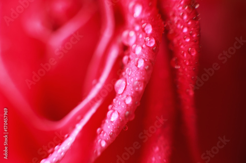 rose close-up with drops of water. dew on a flower