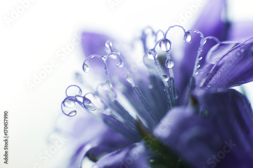 blue flower close-up. cornflower. a drop of water on a flower petal. dew on a flower