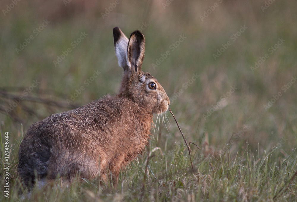 Fototapeta premium Zając europejski,