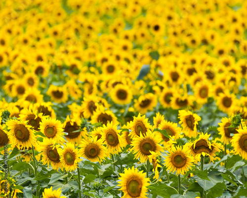 Fototapeta Naklejka Na Ścianę i Meble -  A huge field of sunflowers in the summer