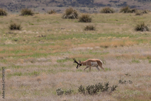 Fototapeta Naklejka Na Ścianę i Meble -  Pronghorn antelope Buck on the Priaire
