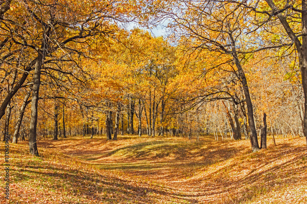 autumn oak forest