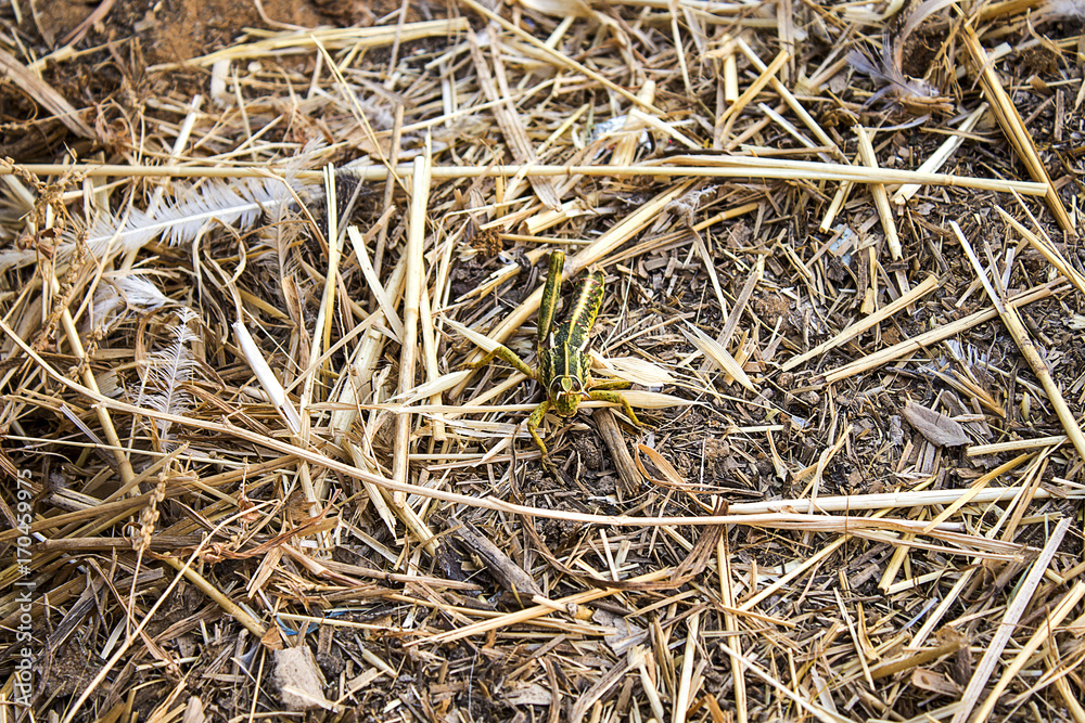green and yellow grasshopper animal 