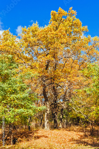 oak in the autumn forest