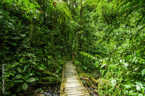 Beautiful wooden bridge in hill rain forest with moisture plant, located in Mindo photo
